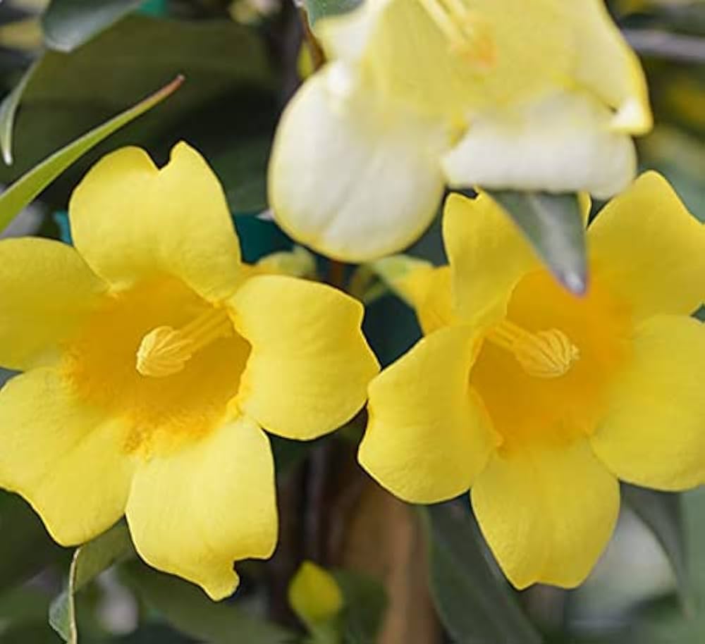 Jasmine Velvet Yellow flower seeds growing into soft, velvety yellow blooms with a strong, sweet fragrance, suitable for indoor or outdoor use